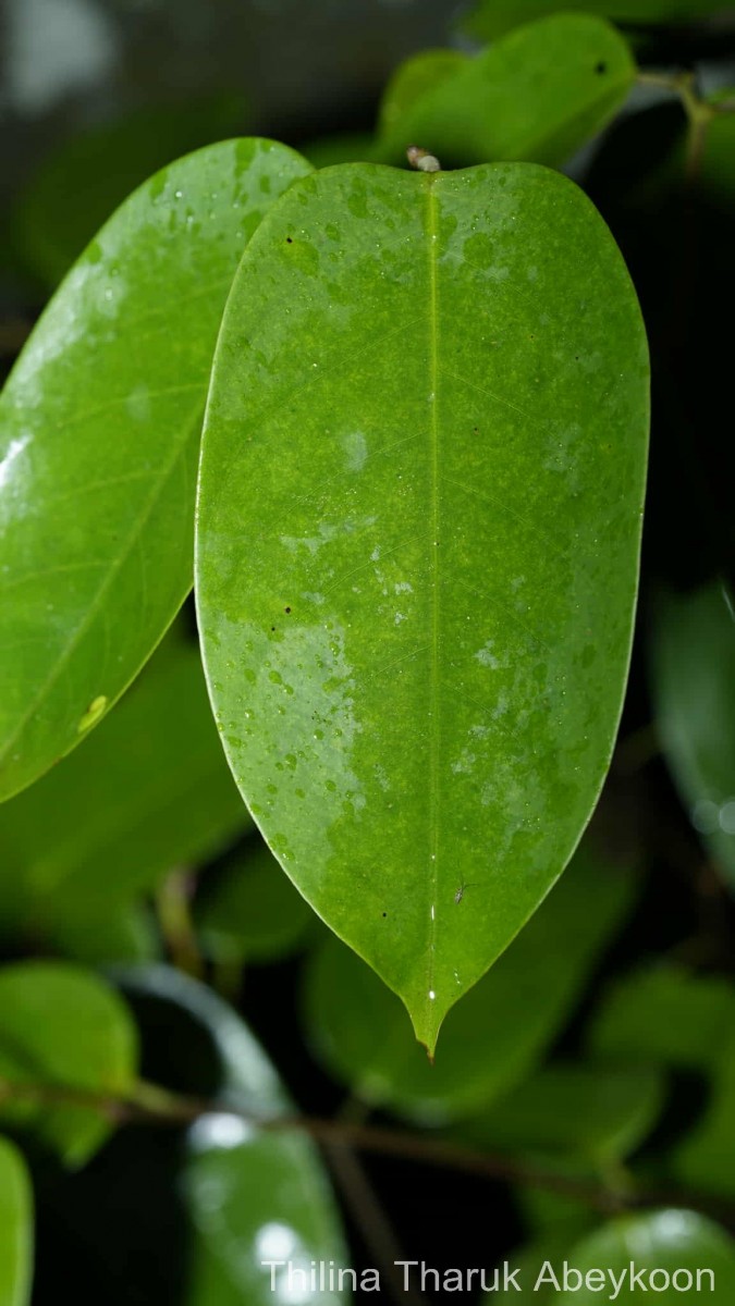 Doona disticha (Thwaites) Pierre